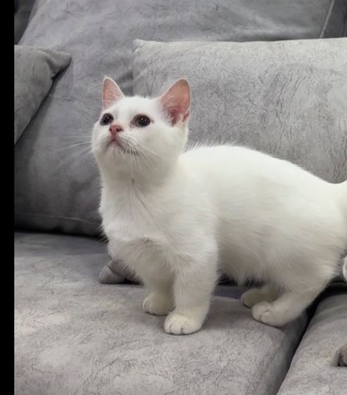 มันช์กิ้น (Munchkin) มันช์กิ้น (Munchkin)