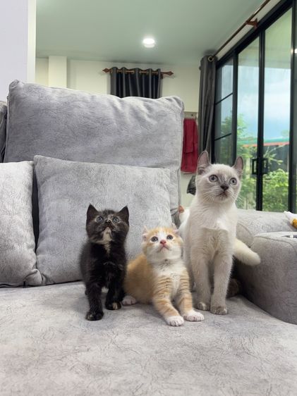 อเมริกัน เคิร์ล (American Curl) อเมริกัน เคิร์ล (American Curl)