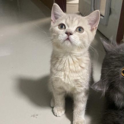 สก็อตติช โฟลด์ (Scottish Fold) 1500฿ สก๊อตติชผสมเปอร์เซีย แบ่งเลี้ยง ด่วน