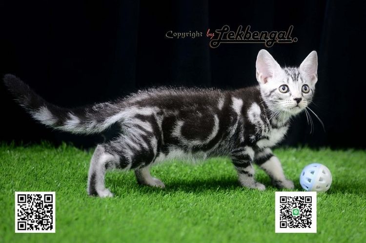 อเมริกัน ชอร์ตแฮร์ (American Shorthair) ลูกแมวสุดสวยและอ้อนคนเลี้ยง อเมริกันชอตแฮร์ พันธุ์แท้ สีซิลเวอร์ เพศเมีย อายุเกือบ 3 เดือน สีดำคอนทราสต์ วัคซีนครบแล้ว