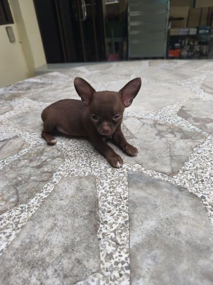 ลูกชิวาวา รูปที่ 2