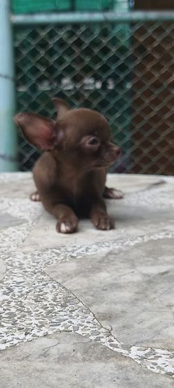 ชิวาวา (Chihuahua) เล็ก ลูกชิวาวา