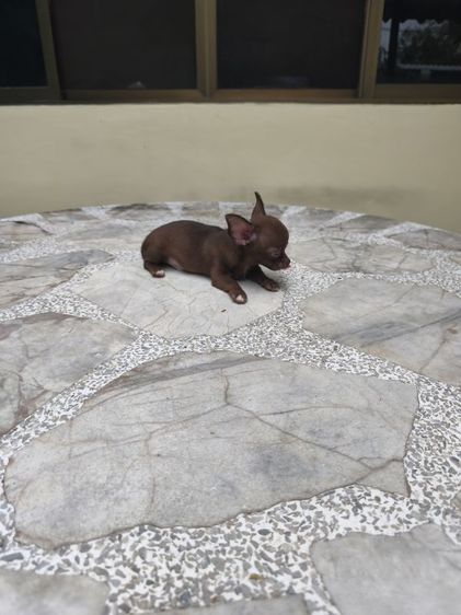 ลูกชิวาวา รูปที่ 6