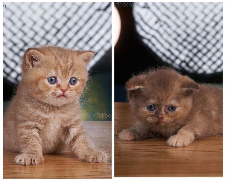 บริติช ชอร์ตแฮร์ (British Shorthair) แมวสายพันธ เด็กหญิง บริติชช็อตแฮร์WCF