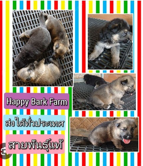 เยอรมันเชพเพิร์ด (German Shepherd) ลูกหมา ลูกสุนัข เยอรมันเชพเพิร์ด พันธุ์แท้จากฟาร์ม k9 ส่งได้ทั่วประเทศ มีทั้งตัวผู้และตัวเมีย หมาพันธุ์ใหญ่