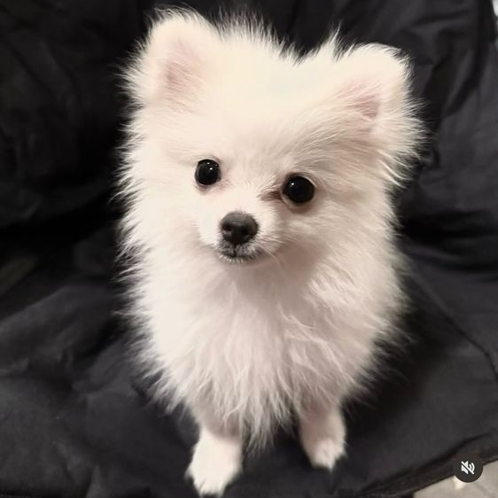 ปอมเมอเรเนียน (Pomeranian) เล็ก น้องปอมทีคัพ อายุ 3 เดือน ทำวัคซีนรวมแล้ว  เพศผู้กับเพศเมีย น่ารกวัยกำลังซน