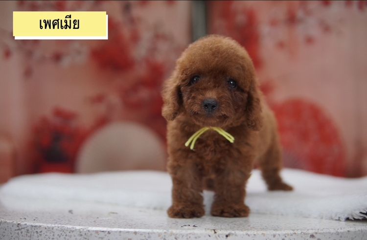 พุดเดิ้ลทอย  ญ ช พร้อมย้าย รูปที่ 2