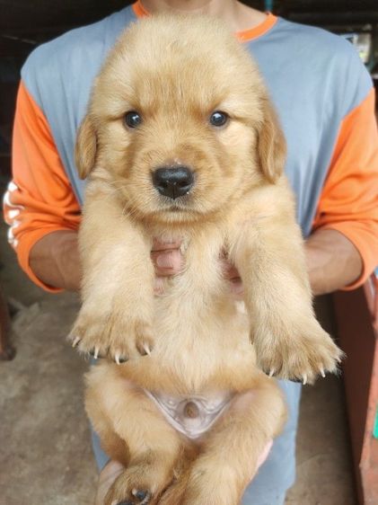 โกลเด้นรีทรีฟเวอร์ (Golden Retriever) ใหญ่ โกลเด้นรีทริฟเวอร์แท้