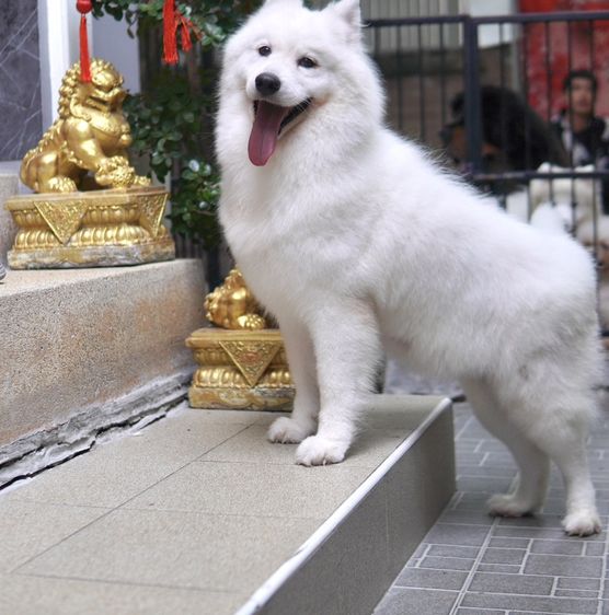 ขายแม่พันธุซามอยด์ ราคาเบาๆ