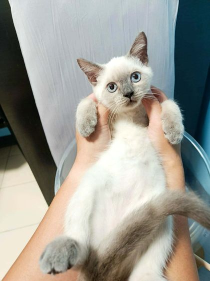 ลูกสก๊อตติช