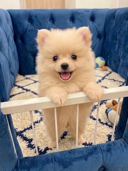ปอมเมอเรเนียน (Pomeranian) เล็ก ปอมแท้ ลูกหมาที่บ้าน 