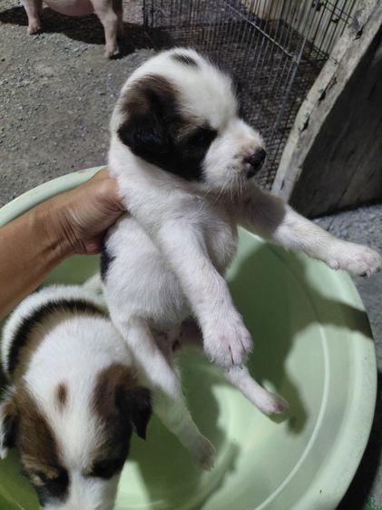บางแก้ว (Thai Bangkaew Dog) ใหญ่ บางแก้วแท้
