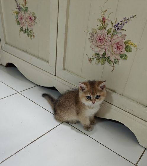 บริติช ชอร์ตแฮร์ (British Shorthair) บริติช ญ 2 เดือน