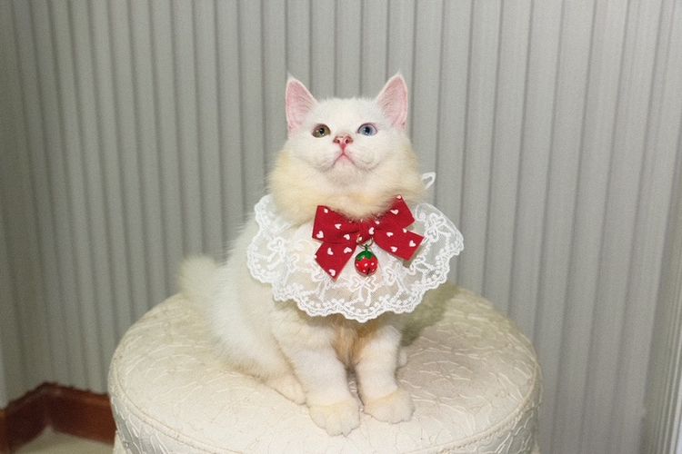 ลูกแมวเปอร์เซีย