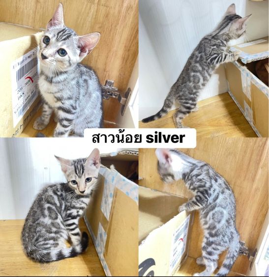 เบงกอล (Bengal House Cat) ลูกแมวเบงกอลแท้