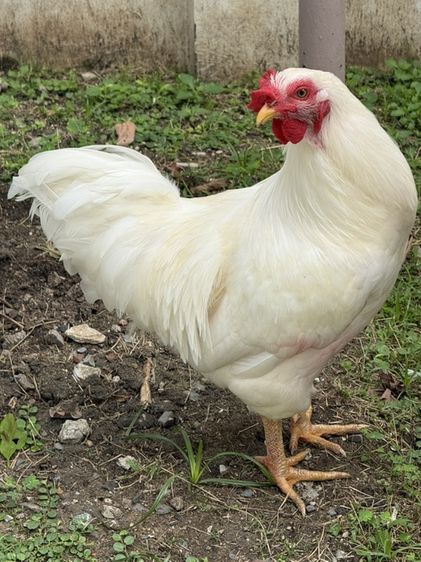 ไก่อีสเตอร์สีขาว ตัวผู้ 2 ตัว เกิดจากไข่สีฟ้า