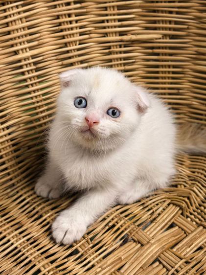 สก็อตติช โฟลด์ (Scottish Fold) แมวสก็อตติซโฟลด์