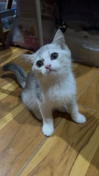 บริติช ชอร์ตแฮร์ (British Shorthair) น้องมิลค์