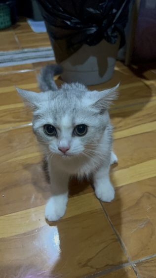 น้องมิลค์ รูปที่ 5