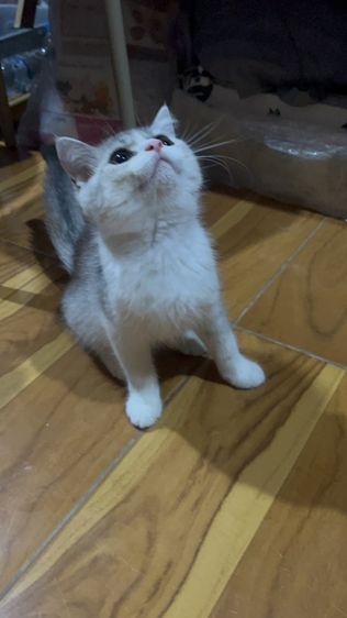น้องมิลค์ รูปที่ 2