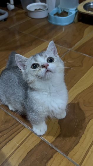 น้องโมจ รูปที่ 2