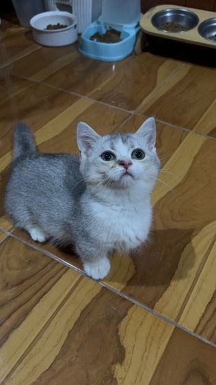 น้องโมจ รูปที่ 6