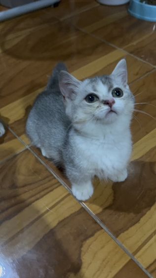 น้องโมจ