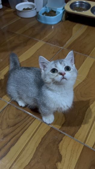 น้องโมจ รูปที่ 4