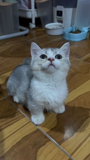 น้องโมจ รูปที่ 8