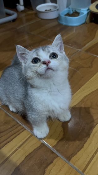 น้องโมจ รูปที่ 7