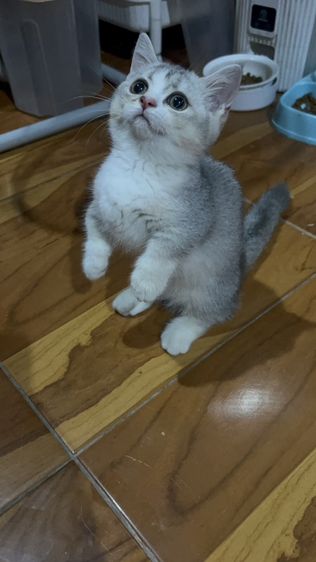 น้องโมจ รูปที่ 5