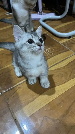 มันช์กิ้น (Munchkin) น้องโมโม่