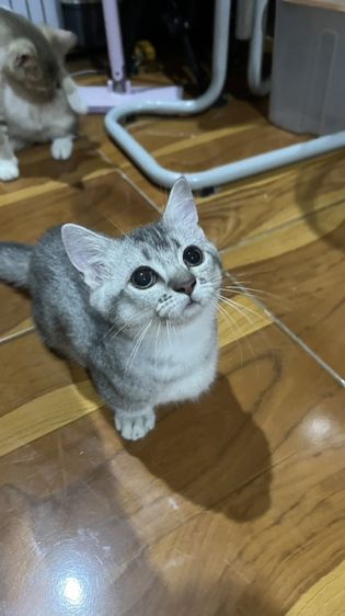 น้องโมโม่ รูปที่ 3