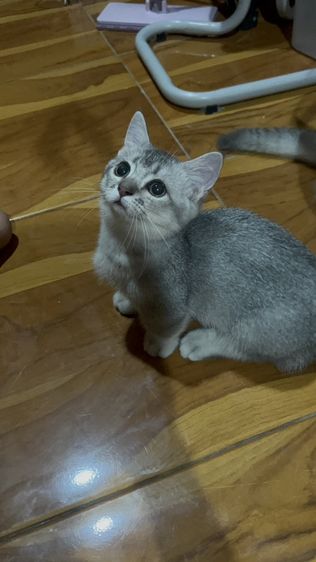 น้องโมโม่ รูปที่ 10