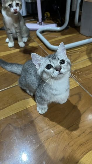น้องโมโม่ รูปที่ 4