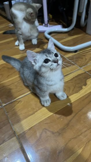 น้องโมโม่ รูปที่ 2