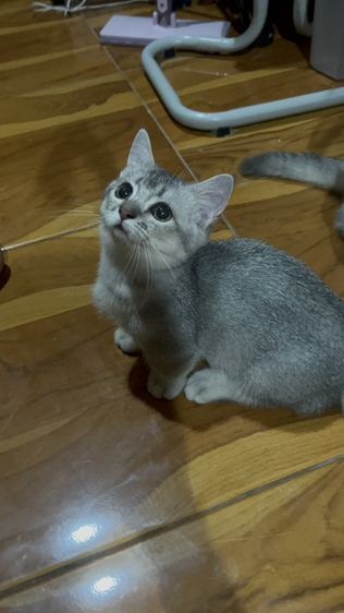 น้องโมโม่ รูปที่ 11