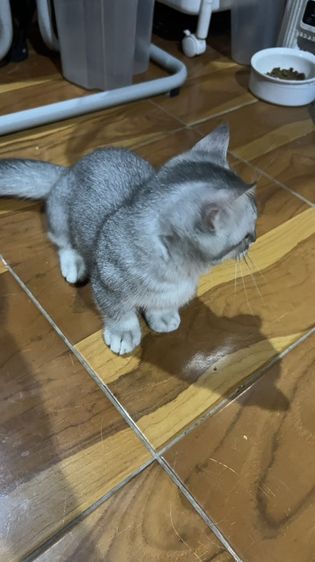 น้องโมโม่ รูปที่ 5