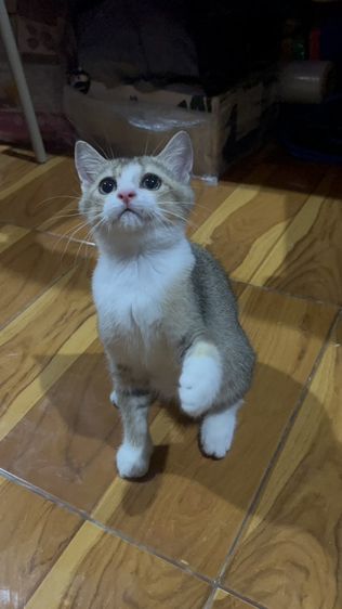 น้องมิโล รูปที่ 4