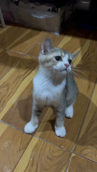 น้องมิโล รูปที่ 3