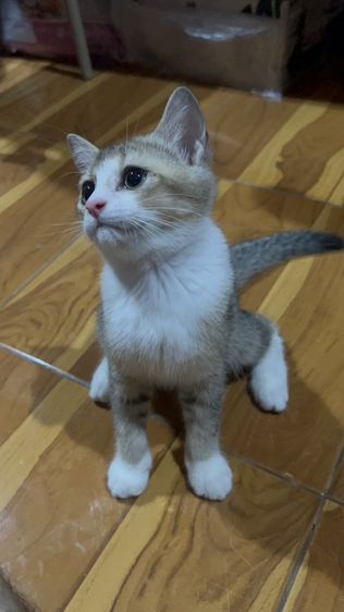 น้องมิโล รูปที่ 8