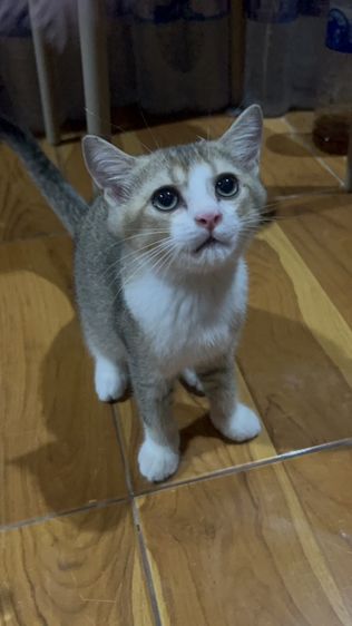 บริติช ชอร์ตแฮร์ (British Shorthair) น้องมิโล
