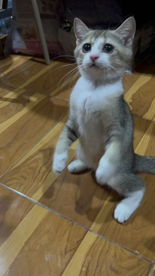 น้องมิโล รูปที่ 6