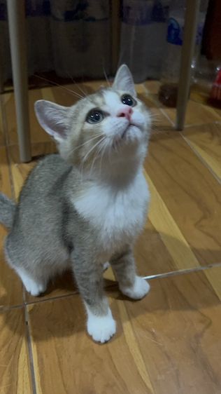 น้องมิโล รูปที่ 2