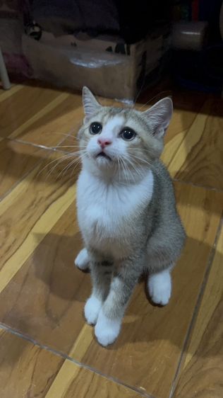 น้องมิโล รูปที่ 5