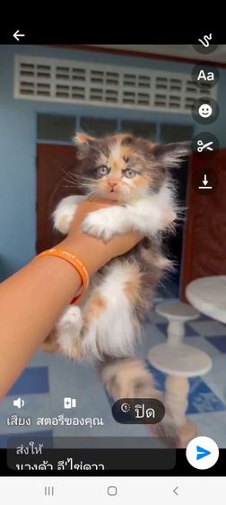 เปอเซียแท้ พร้อมย้าย