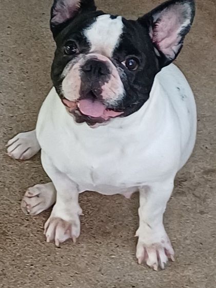 เฟรนช์ บูลด็อก (French Bulldog) เฟรสบลูด็อกอายุ2ปีไม่เคยผสมแลกลูกหมาหรืออย่างอื่นคับ