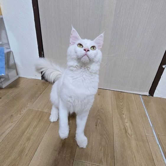 แมวเมนคูนแท้ รูปที่ 7