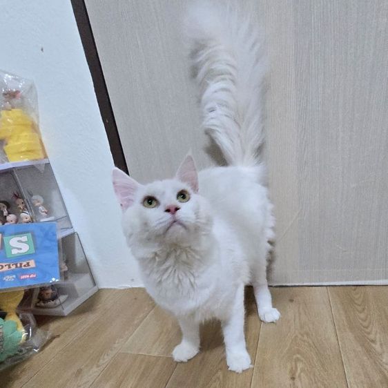 แมวเมนคูนแท้ รูปที่ 3