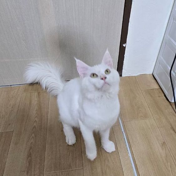 เมนคูน (Maine Coon) แมวเมนคูนแท้